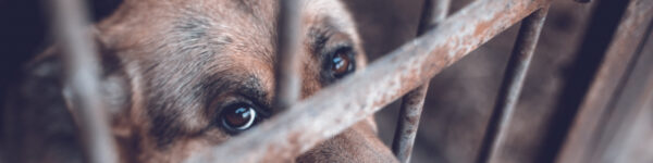 Banned Breeds of Dog - Seek Legal Advice