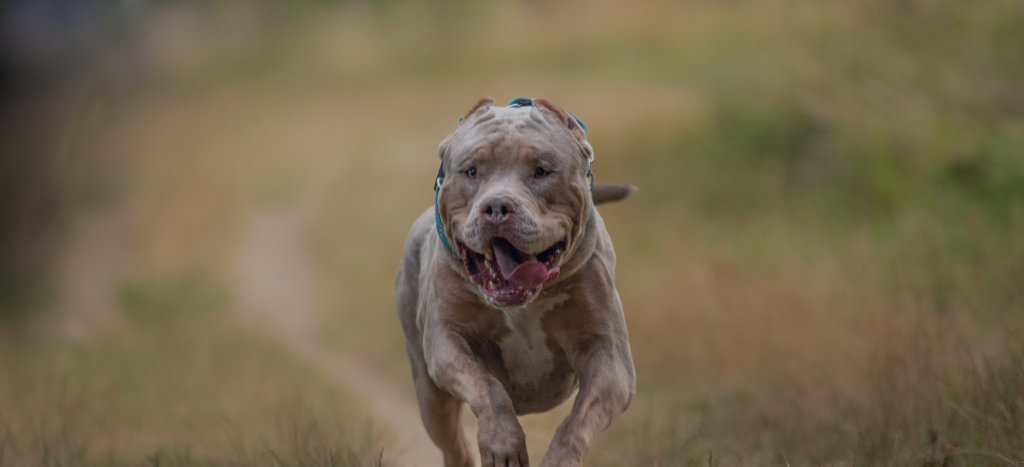 UK owners of existing American XL bully dogs face new rules but no